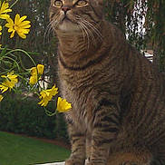 Romeo is registered to the contest to win money with this photo: cat, tabby, animal, pet, feline, yellow_flowers, nature, outdoor, greenery, tree, fence, grass, whiskers, ears, portrait, closeup, curious, sitting, daylight, background