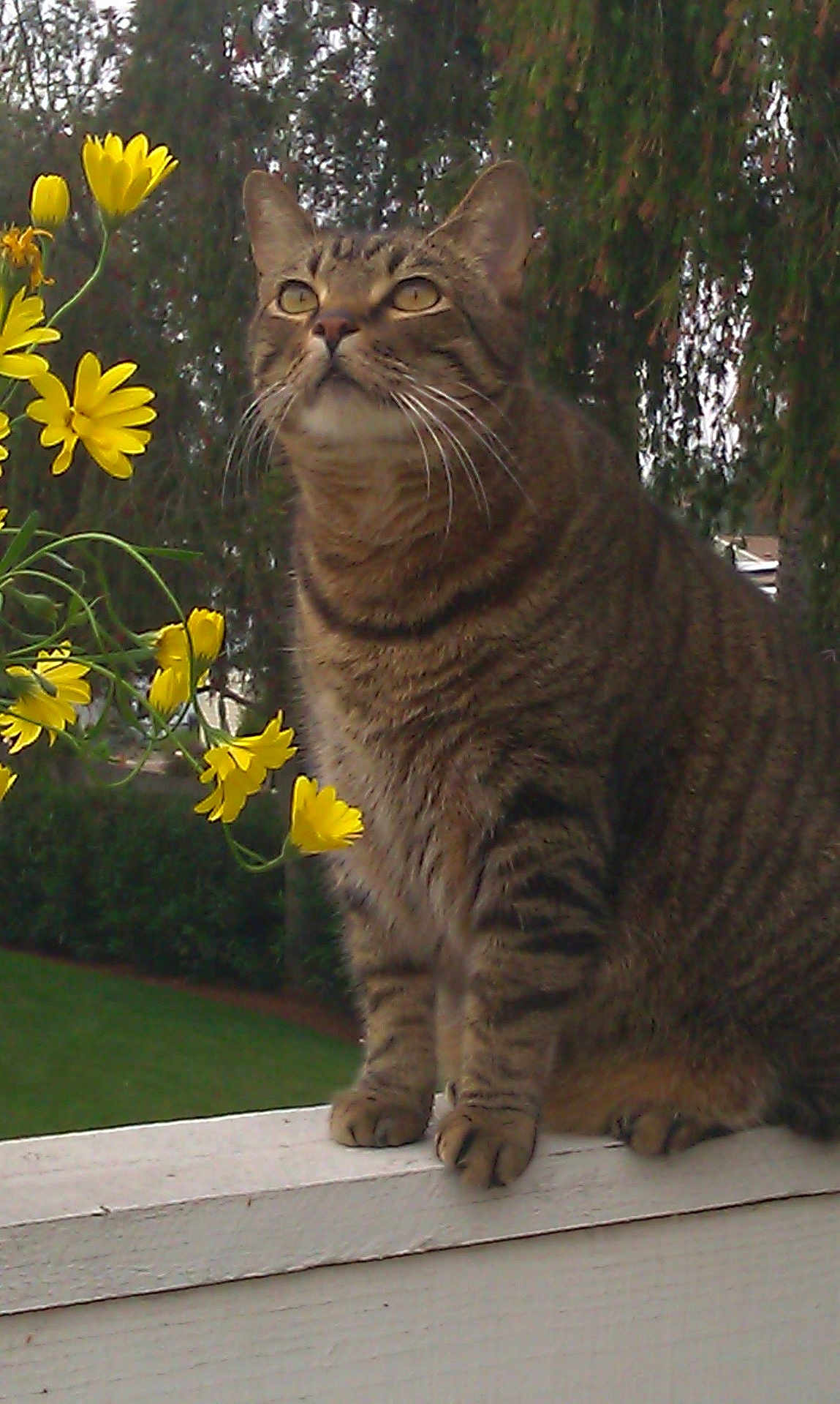 Romeo