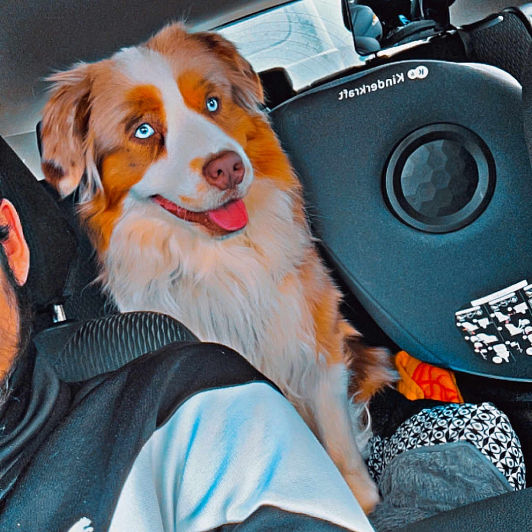 Usko participe au concours pour gagner de l'argent avec cette photo : adult, alloywheel, animal, canine, car, carwheel, cushion, dog, female, homedecor, machine, person, pet, puppy, spoke, tire, transportation, vehicle, wheel, woman