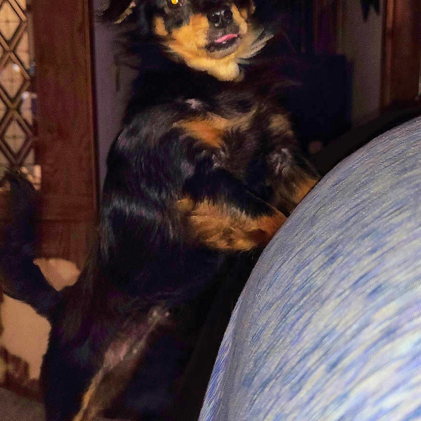 Lulu