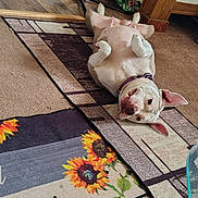 Sage is registered to the contest to win money with this photo: dog, white_dog, pet, belly_up, lying_down, playful, funny, indoor, rug, carpet, sunflowers, floral_pattern, wood_floor, home, living_room, collar, paws_up, floppy_ears, relaxed, portrait