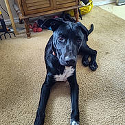 Eveie is registered to the contest to win money with this photo: animal, black_dog, brown, cabinet, carpet, collar, dog, dumbbells, ears, floor, furniture, home, indoor, legs, looking, pet, relaxed, tail, white_chest, white_paws
