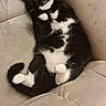 Blaze joined the competition — help win amazing prizes! cat, tuxedo_cat, black_and_white, pet, feline, lying_down, couch, beige_couch, relaxed, cozy, indoor, paw, fur, whiskers, sleepy, cute, animal, domestic_animal, resting, fluffy