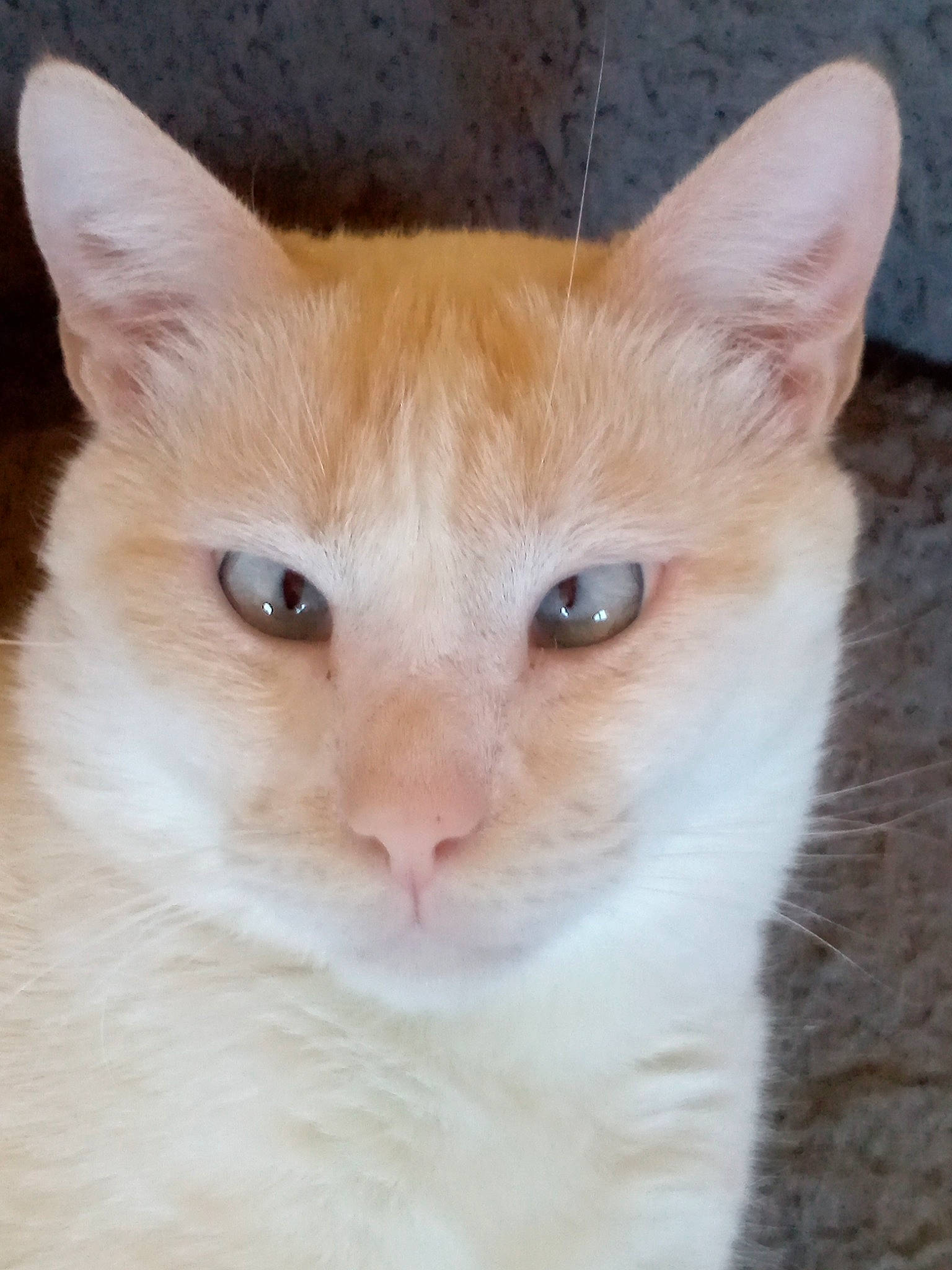 Sonic a rejoint le concours — aidez-le/la à gagner de superbes lots ! carnivore, cat, domestic_short_haired_cat, ear, fawn, felidae, fur, pet_supply, small_to_medium_sized_cats, snout, tail, terrestrial_animal, whiskers