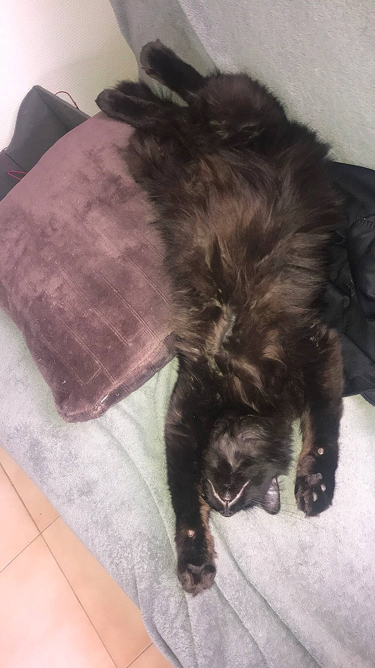 Shadow participe au concours pour gagner de l'argent avec cette photo : black_cat, carnivore, cat, claw, comfort, companion_dog, dog_breed, felidae, flooring, fur, grey, hardwood, liver, nap, paw, small_to_medium_sized_cats, snout, sporting_group, tail, whiskers