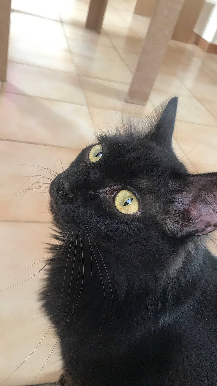 Shadow a rejoint le concours — aidez-le/la à gagner de superbes lots ! black_cat, bombay, carnivore, cat, domestic_short_haired_cat, felidae, flooring, fur, hardwood, iris, small_to_medium_sized_cats, snout, terrestrial_animal, whiskers
