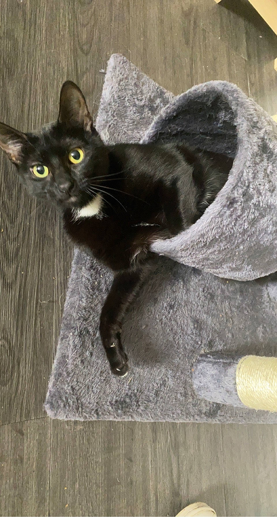 Bipo participe au concours pour gagner de l'argent avec cette photo : black_cat, bombay, carnivore, cat, claw, domestic_short_haired_cat, felidae, fur, grey, havana_brown, paw, small_to_medium_sized_cats, snout, tail, terrestrial_animal, whiskers