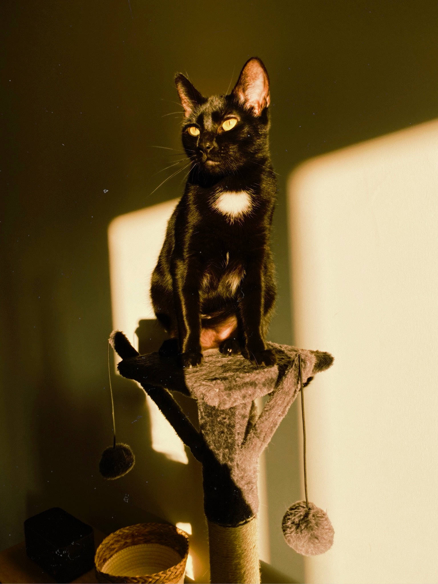 Bipo a rejoint le concours — aidez-le/la à gagner de superbes lots ! art, carnivore, cat, darkness, domestic_short_haired_cat, fawn, felidae, fur, metal, pet_supply, sculpture, small_to_medium_sized_cats, snout, still_life_photography, tail, terrestrial_animal, visual_arts, whiskers, wildlife, window