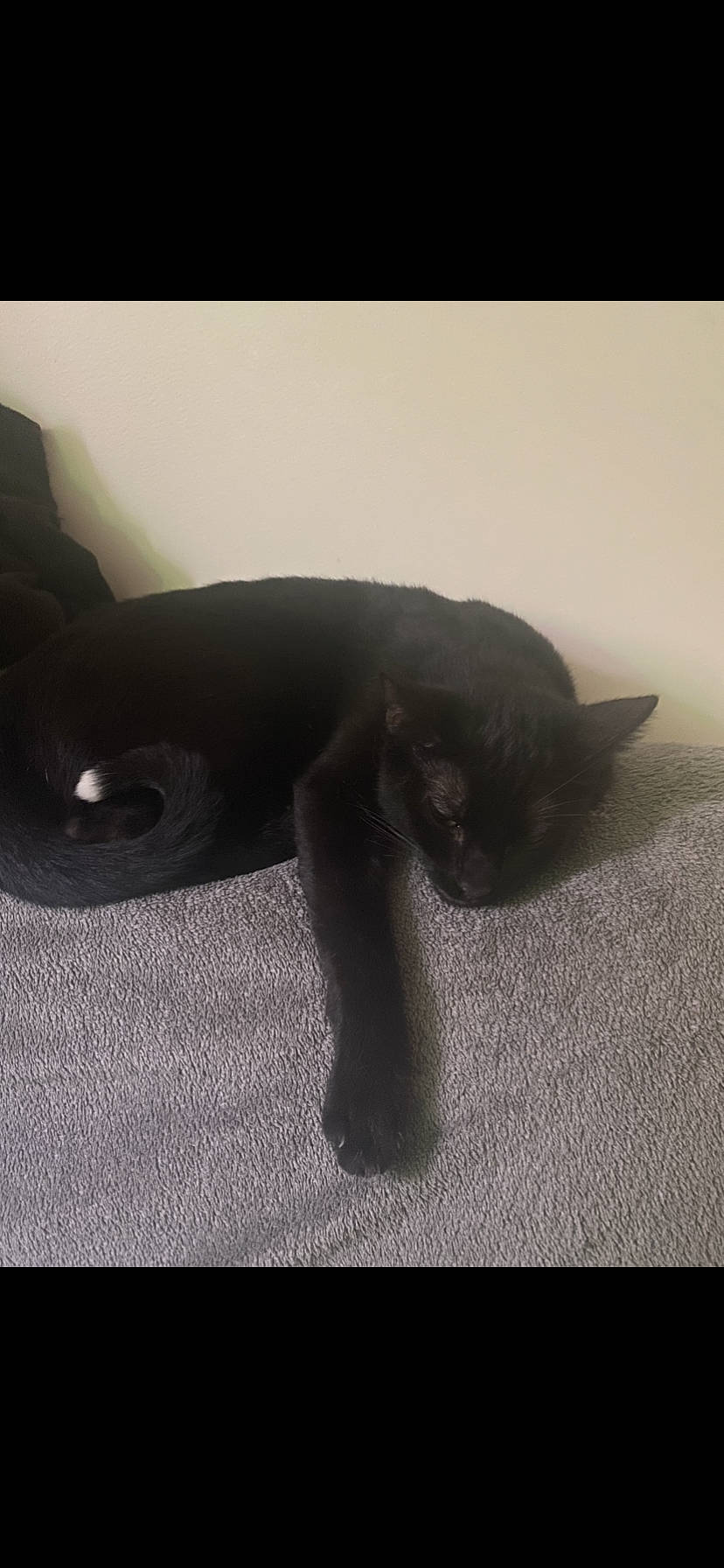 Bipo a rejoint le concours — aidez-le/la à gagner de superbes lots ! black_cat, bombay, canidae, carnivore, cat, claw, comfort, darkness, dog_breed, domestic_short_haired_cat, felidae, fur, grey, small_to_medium_sized_cats, snout, sporting_group, tail, terrestrial_animal, tints_and_shades, whiskers