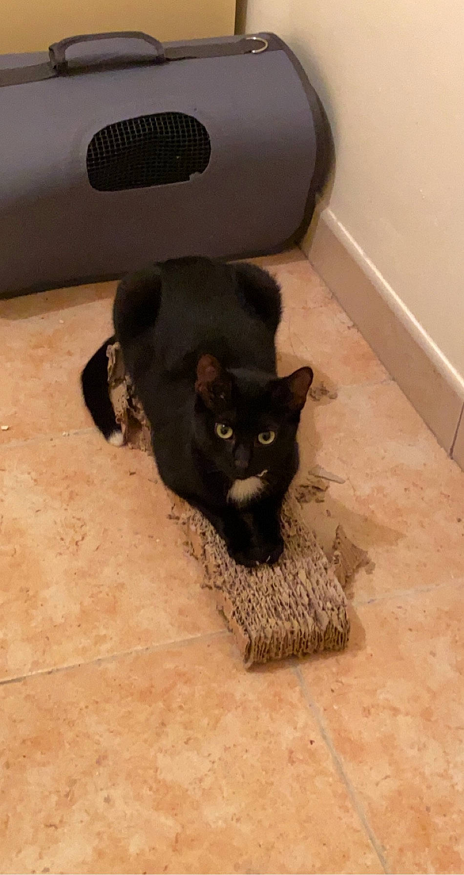 Bipo participe au concours pour gagner de l'argent avec cette photo : black_cat, bombay, carnivore, cat, cat_supply, comfort, domestic_short_haired_cat, felidae, floor, flooring, fur, hardwood, pet_supply, room, small_to_medium_sized_cats, snout, tail, whiskers, wood, wood_flooring