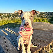 Thea joined the competition — help win amazing prizes! dog, pet, portrait, sitting, pink_shirt, striped_clothing, collar, tags, outdoor, wooden_deck, mountain, hillside, landscape, blue_sky, sunlight, grass, nature, animal, close_up, photography