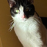 Sweety a rejoint le concours — aidez-le/la à gagner de superbes lots ! animal, black_and_white, cat, close_up, contrast, cute, domestic, ears, face, feline, fur, green_eyes, indoor, lighting, mammal, nose, pet, portrait, shadow, whiskers