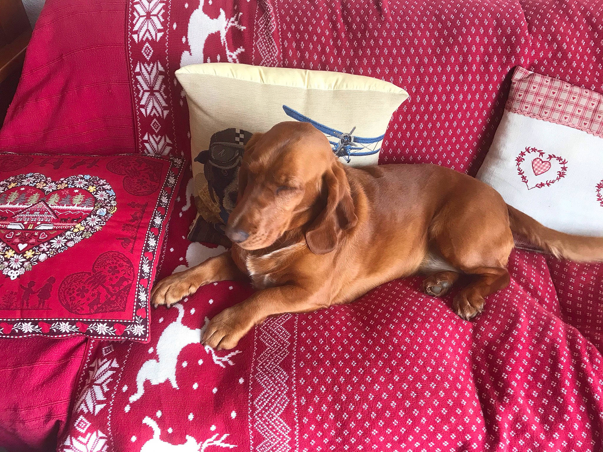 Ficelle a rejoint le concours — aidez-le/la à gagner de superbes lots ! canidae, carnivore, comfort, companion_dog, dog, dog_breed, dog_collar, dog_supply, fawn, fur, guard_dog, gun_dog, hardwood, linens, liver, pattern, pet_supply, room, sporting_group, working_animal