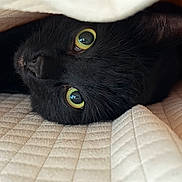 Sugar is registered to the contest to win money with this photo: cat, black_cat, pet, animal, green_eyes, quilt, blanket, cozy, indoor, fur, whiskers, close_up, cute, curious, resting, soft_texture, comfort, domestic_cat, peek, hidden