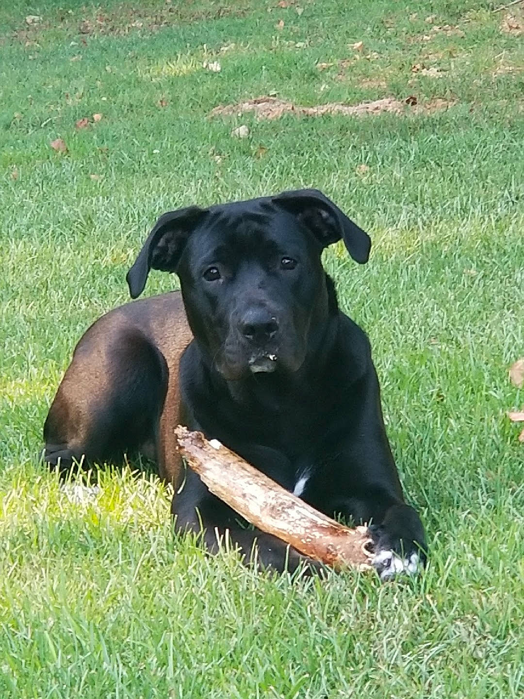 Milo is registered to the contest to win money with this photo: borador, canidae, carnivore, collar, companion_dog, dog, dog_breed, dog_collar, fawn, grass, grassland, groundcover, guard_dog, liver, pasture, plant, sporting_group, terrestrial_animal, working_animal, working_dog