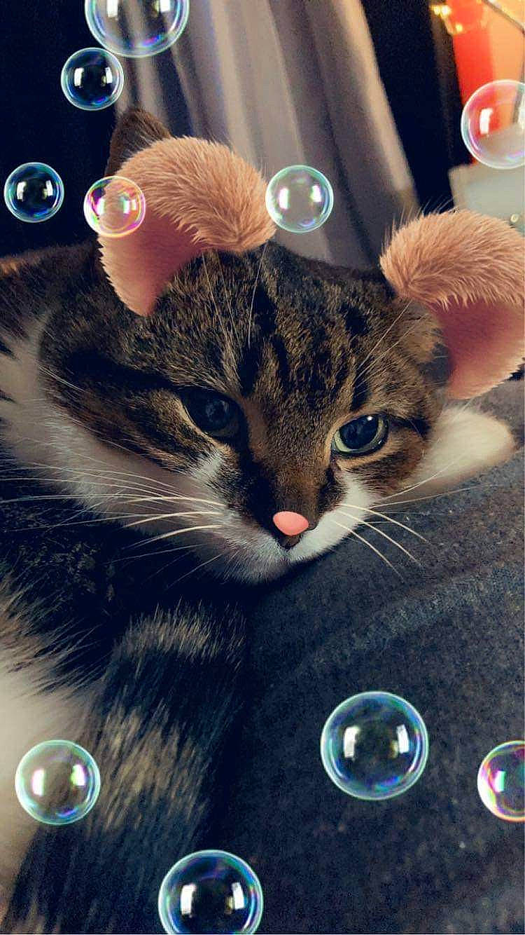 Frenchie is registered to the contest to win money with this photo: carnivore, cat, domestic_short_haired_cat, ear, electric_blue, electronic_device, felidae, font, fur, gesture, light, organism, paw, photo_caption, selfie, small_to_medium_sized_cats, snout, tail, whiskers, window