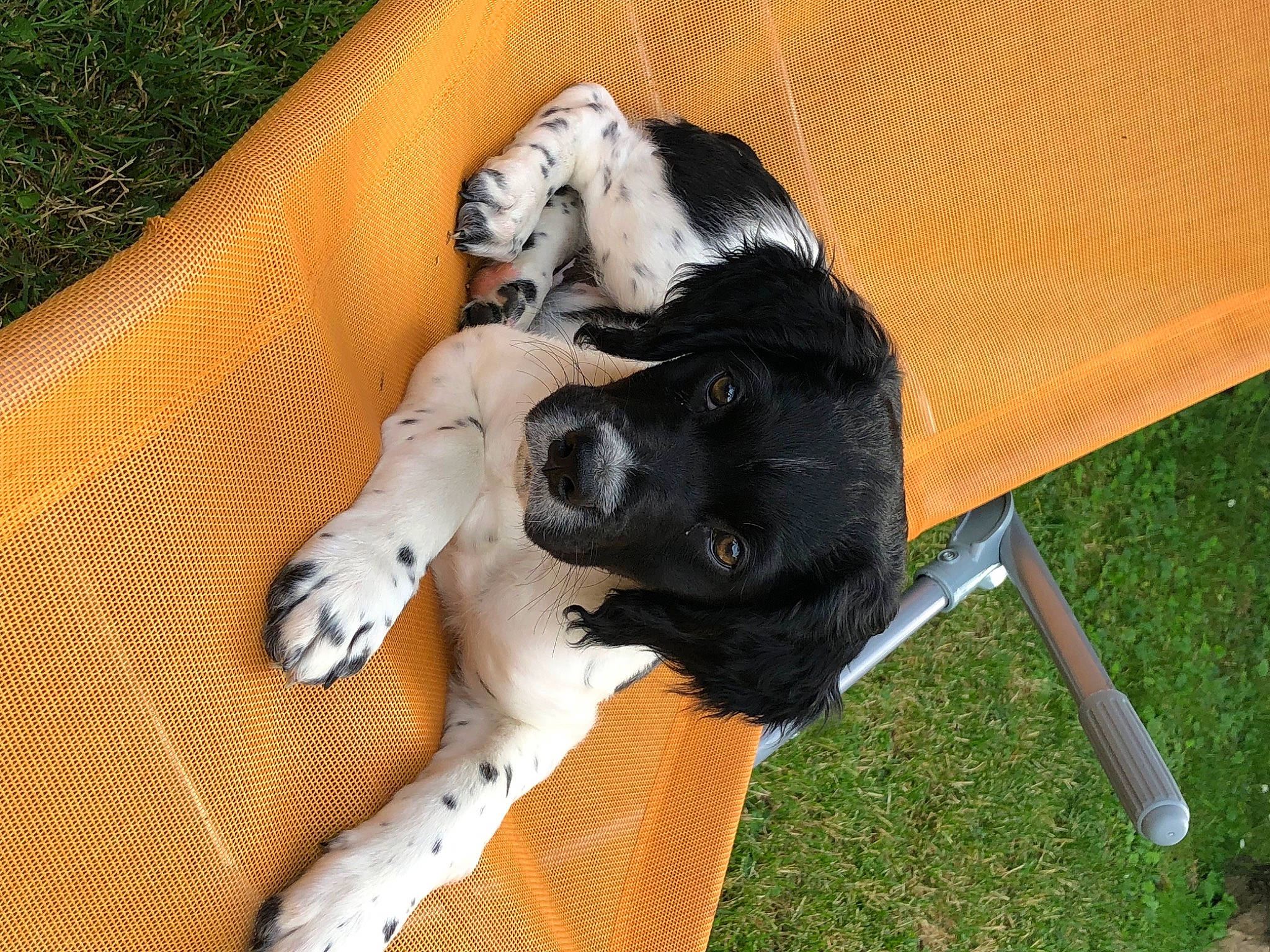 Tango a rejoint le concours — aidez-le/la à gagner de superbes lots ! canidae, carnivore, comfort, companion_dog, couch, dog, dog_breed, dog_collar, fawn, fur, grass, herding_dog, landseer, outdoor_furniture, paw, plant, sporting_group, tail, working_animal, working_dog