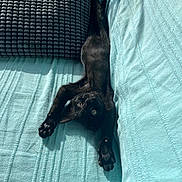 Tsuki a rejoint le concours — aidez-le/la à gagner de superbes lots ! animal, black_cat, couch, cozy, cushion, cute, feline, fur, home, indoor, kitten, paw, pet, playful, relaxing, resting, stretching, sunlight, texture, turquoise