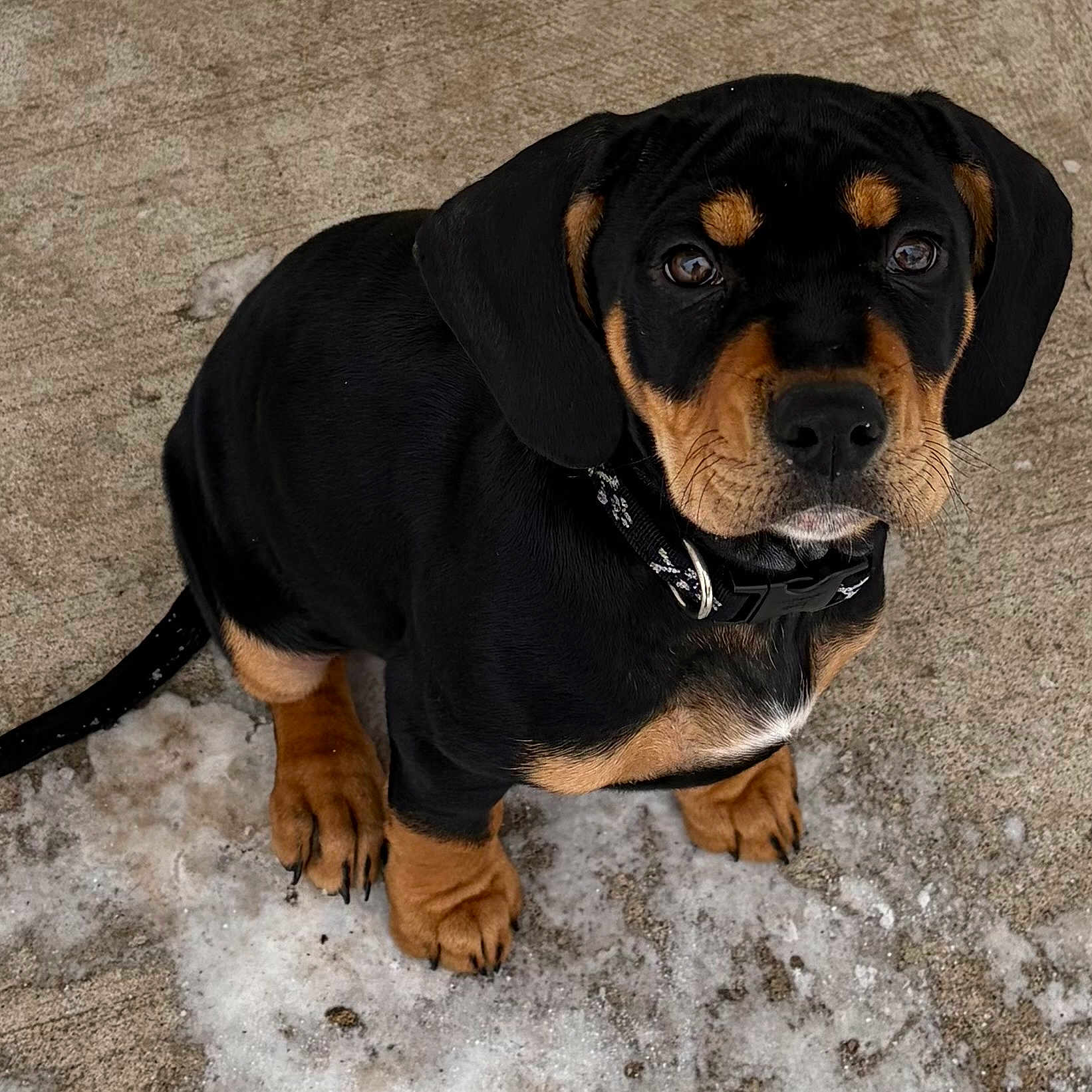Max joined the competition — help win amazing prizes! adorable, animal, black_tan, collar, concrete, cute, dog, ears, fur, looking_up, nose, outdoor, paws, pet, portrait, puppy, sitting, snow, whiskers, young