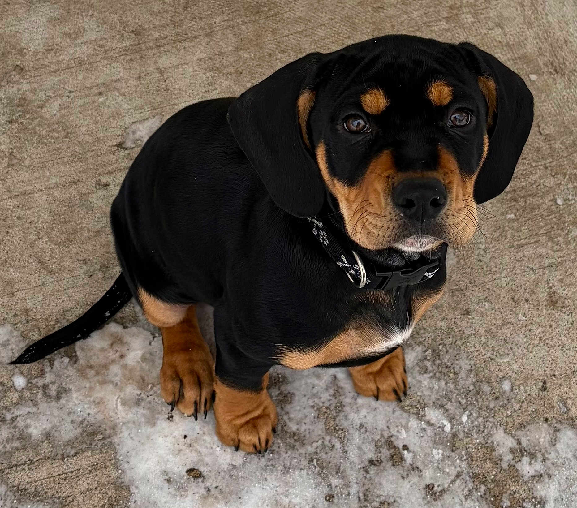Max joined the competition — help win amazing prizes! puppy, dog, black_tan, sitting, snow, concrete, collar, outdoor, pet, cute, young, animal, portrait, fur, paws, looking_up, ears, nose, whiskers, adorable