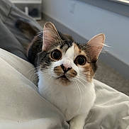 Demi joined the competition — help win amazing prizes! animal, bedroom, blanket, cat, closeup, cozy, curious, cute, domestic, ears, eyes, face, feline, fur, indoor, pet, resting, soft_light, whiskers, window