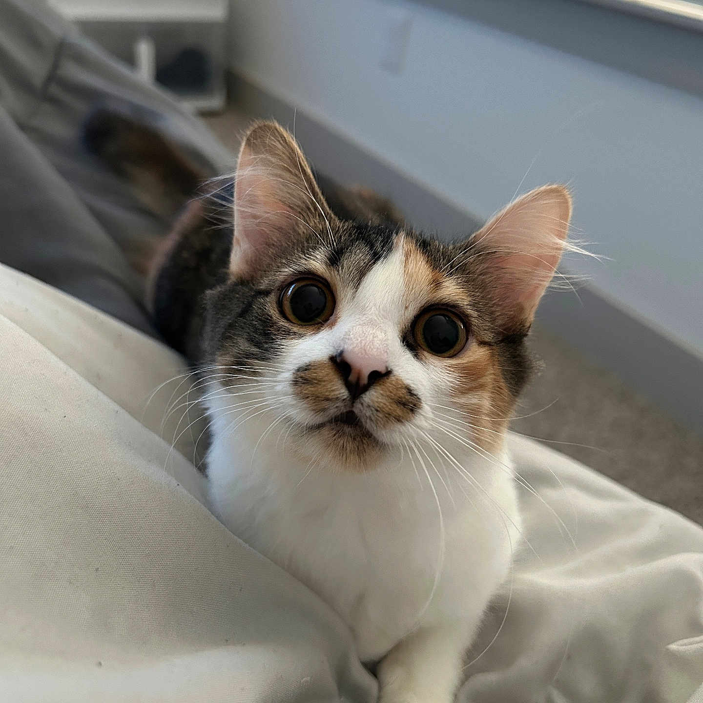Demi joined the competition — help win amazing prizes! animal, bedroom, blanket, cat, closeup, cozy, curious, cute, domestic, ears, eyes, face, feline, fur, indoor, pet, resting, soft_light, whiskers, window