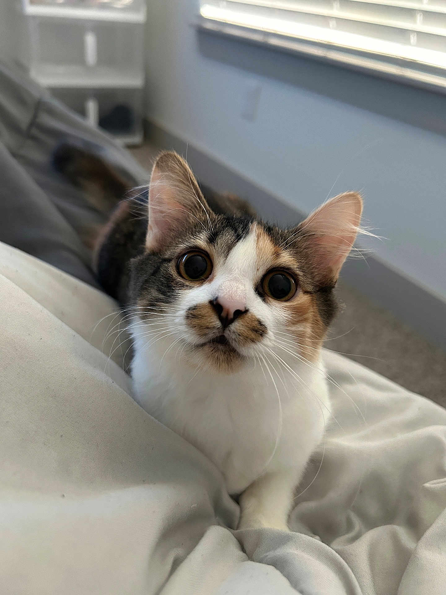 Demi joined the competition — help win amazing prizes! animal, bedroom, blanket, cat, closeup, cozy, curious, cute, domestic, ears, eyes, face, feline, fur, indoor, pet, resting, soft_light, whiskers, window