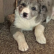 Journey is registered to the contest to win money with this photo: puppy, dog, carpet, indoor, lying_down, fur, cute, pet, animal, young, paw, texture, relaxed, looking_up, cozy, soft, adorable, domestic, companion, curious