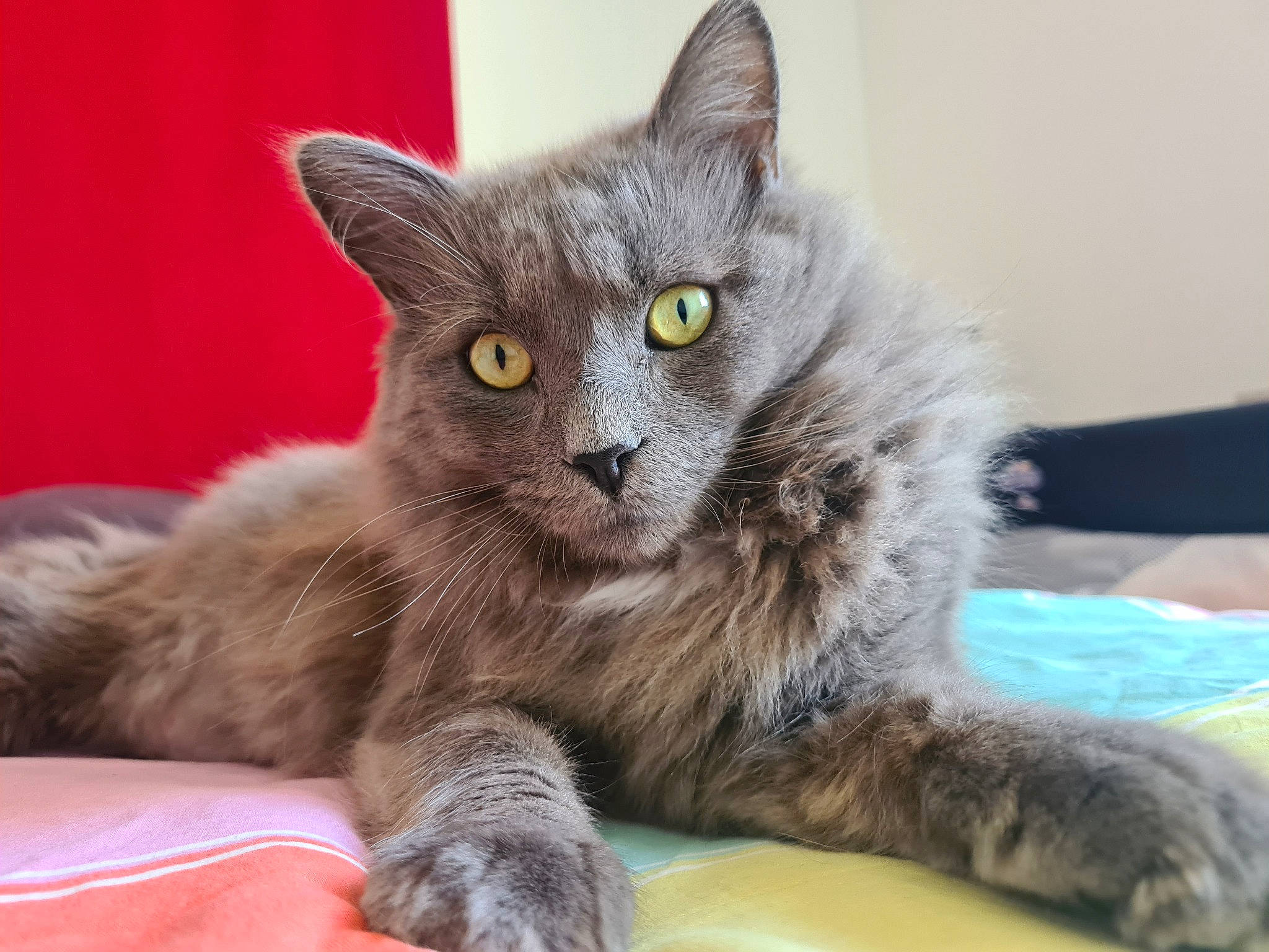 Kooky participe au concours pour gagner de l'argent avec cette photo : british_longhair, carnivore, cat, claw, comfort, domestic_short_haired_cat, felidae, fur, grey, paw, russian_blue, small_to_medium_sized_cats, snout, tail, terrestrial_animal, whiskers, window