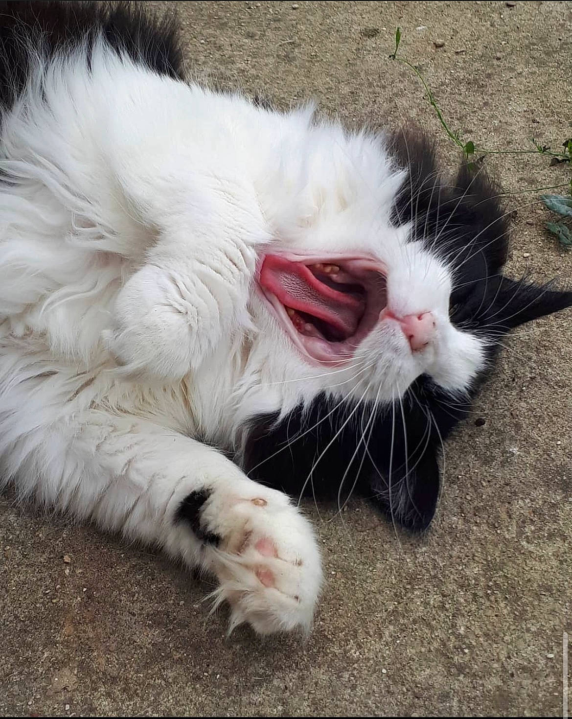 Fjodor participe au concours pour gagner de l'argent avec cette photo : carnivore, cat, claw, eye, fang, felidae, foot, fur, grass, leg, nose, paw, plant, roar, small_to_medium_sized_cats, snout, tail, terrestrial_animal, whiskers, yawn