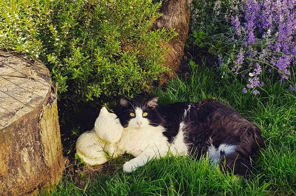 Fjodor a rejoint le concours — aidez-le/la à gagner de superbes lots ! art, botany, carnivore, cat, companion_dog, dog_breed, fawn, felidae, flower, grass, grass_family, groundcover, lawn, leaf, plant, shrub, small_to_medium_sized_cats, tail, tree, whiskers