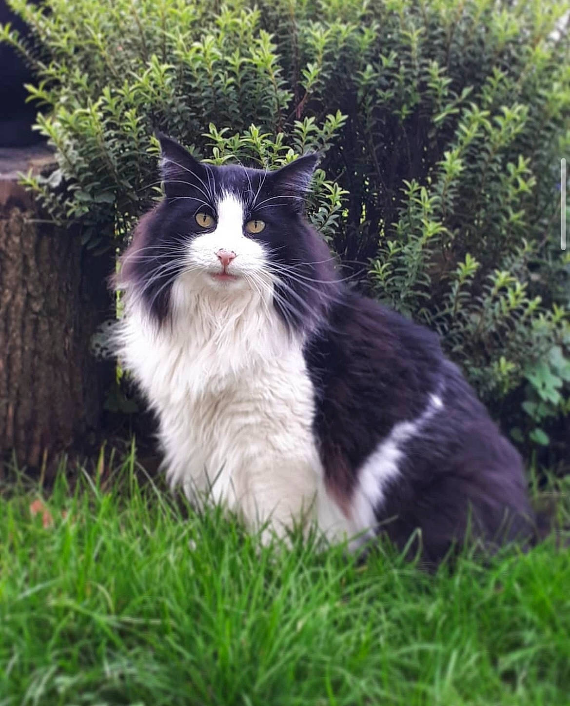 Fjodor participe au concours pour gagner de l'argent avec cette photo : carnivore, cat, domestic_short_haired_cat, eye, felidae, fur, garden, grass, groundcover, lawn, plant, shrub, sitting, small_to_medium_sized_cats, snout, tail, terrestrial_animal, tree, whiskers, window