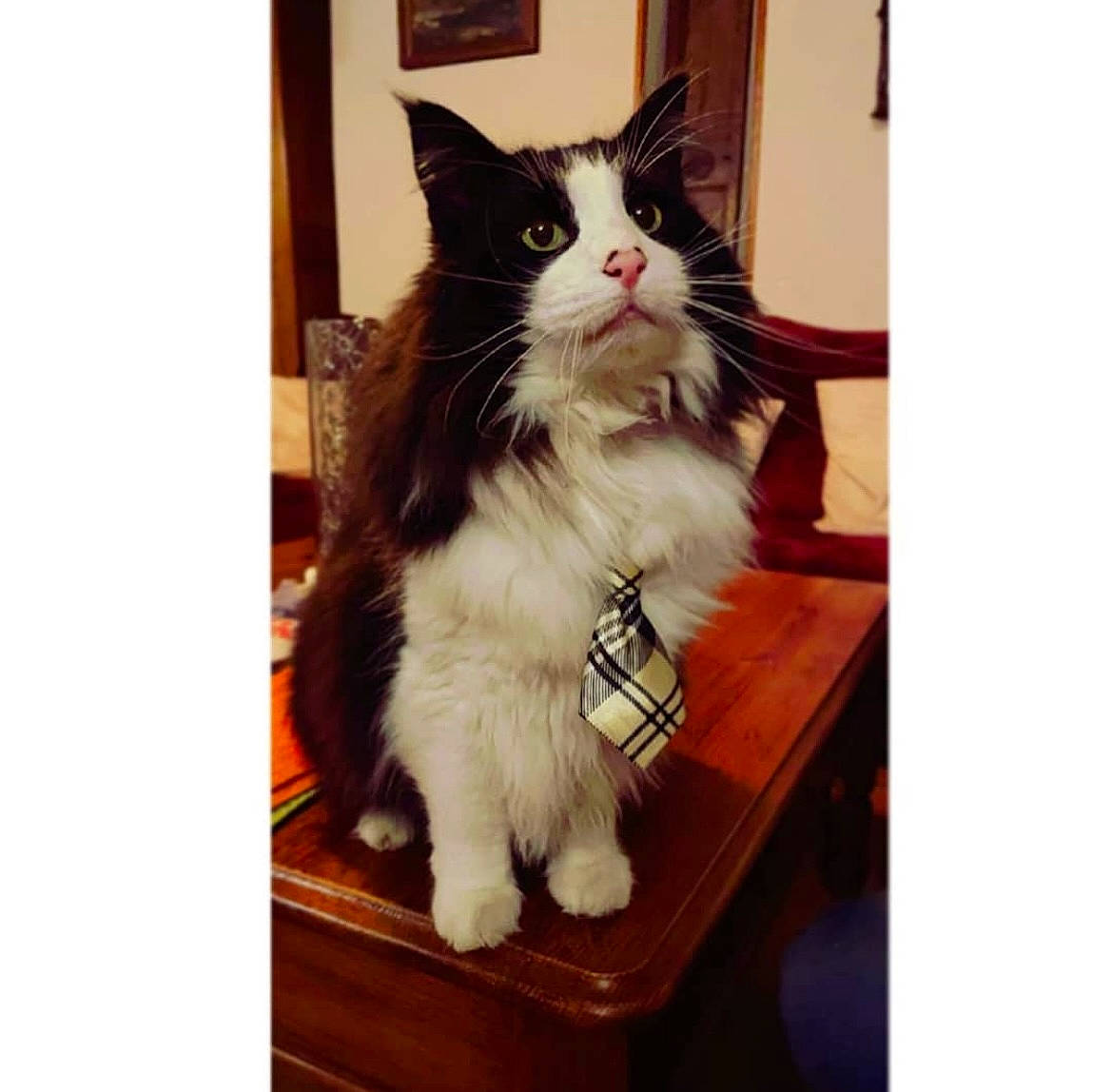 Fjodor participe au concours pour gagner de l'argent avec cette photo : art, box, carnivore, cat, companion_dog, domestic_short_haired_cat, felidae, flooring, fur, human_leg, metal, paw, rectangle, sitting, small_to_medium_sized_cats, snout, tail, whiskers, window, wood