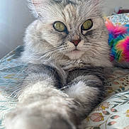 Prunille participe au concours pour gagner de l'argent avec cette photo : cat, fluffy, long_hair, gray_fur, white_fur, pet, animal, feline, portrait, close_up, golden_eyes, whiskers, ears, paws, lying_down, bed, bedding, indoors, colorful, cute