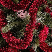 Shadow joined the competition — help win amazing prizes! cat, christmas_tree, tinsel, red, green, holiday, festive, ornaments, evergreen, branches, hidden, peeking, face, eyes, nose, fur, indoor, decoration, portrait, funny