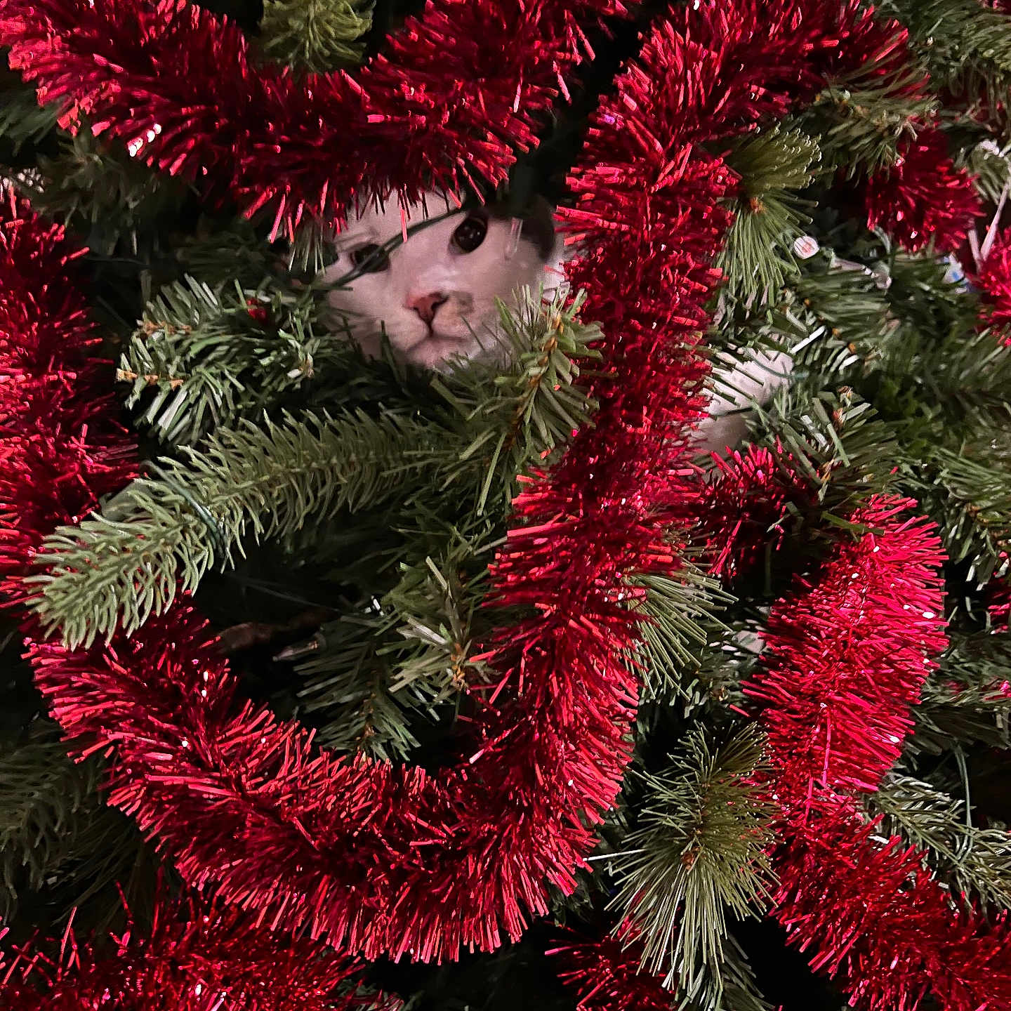 Shadow joined the competition — help win amazing prizes! cat, christmas_tree, tinsel, red, green, holiday, festive, ornaments, evergreen, branches, hidden, peeking, face, eyes, nose, fur, indoor, decoration, portrait, funny