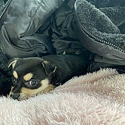 Upsie a rejoint le concours — aidez-le/la à gagner de superbes lots ! dog, puppy, black_and_tan, small_dog, cute, sleepy, lying_down, blanket, furry_blanket, pink_blanket, cozy, indoors, close_up, portrait, pet, animal, brown_markings, floppy_ears, shiny_eyes, cuddly