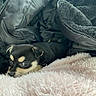 dog, puppy, black_and_tan, small_dog, cute, sleepy, lying_down, blanket, furry_blanket, pink_blanket, cozy, indoors, close_up, portrait, pet, animal, brown_markings, floppy_ears, shiny_eyes, cuddly