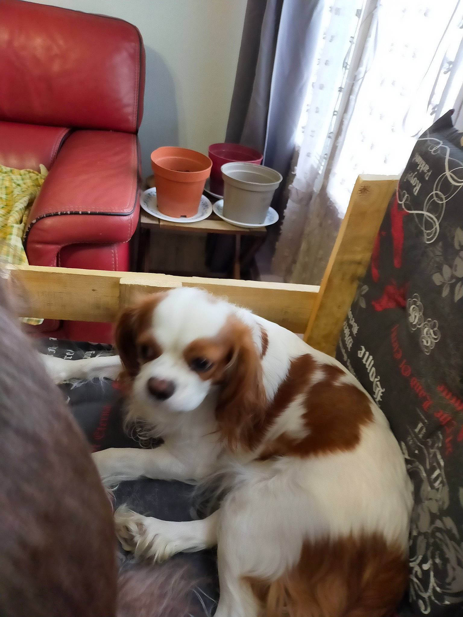 Pepsi participe au concours pour gagner de l'argent avec cette photo : carnivore, cavalier_king_charles_spaniel, chair, comfort, companion_dog, couch, curtain, dog, dog_breed, flooring, furniture, hardwood, living_room, room, spaniel, sporting_group, table, toy_dog, whiskers, wood