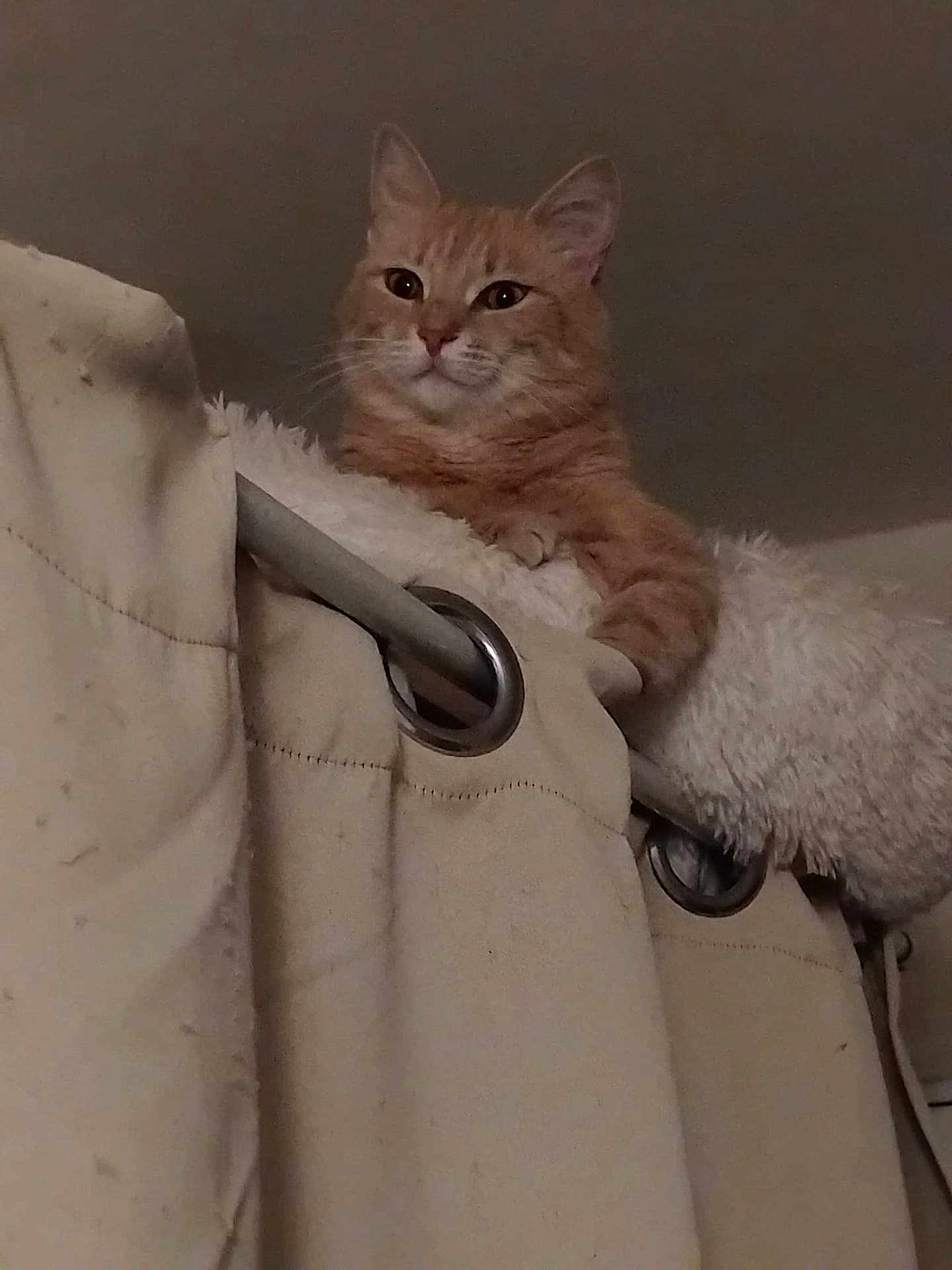 Nala a rejoint le concours — aidez-le/la à gagner de superbes lots ! cat, orange_cat, curtain, curtain_rod, indoor, pet, feline, fluffy, animal, domestic_animal, window, fabric, soft, resting, looking_down, ears, whiskers, claws, home, cozy