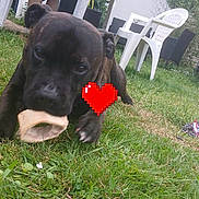 Tank participe au concours pour gagner de l'argent avec cette photo : puppy, dog, bone, grass, outdoor, plastic_chair, table, person, backyard, playful, pet, animal, grass_lawn, daylight, canine, chewing, furniture, relaxing, nature, summer