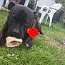 puppy, dog, bone, grass, outdoor, plastic_chair, table, person, backyard, playful, pet, animal, grass_lawn, daylight, canine, chewing, furniture, relaxing, nature, summer