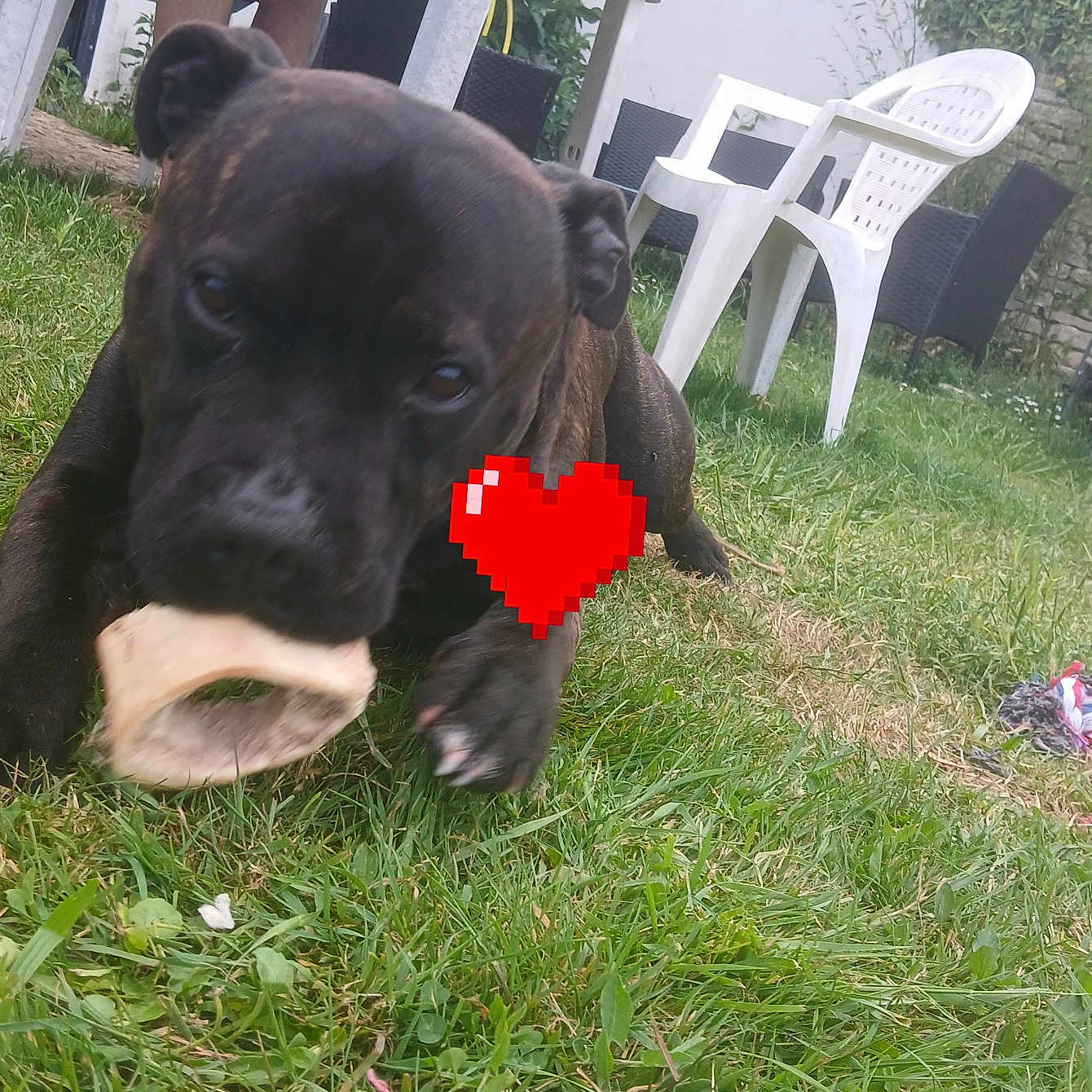 Tank participe au concours pour gagner de l'argent avec cette photo : animal, backyard, bone, canine, chewing, daylight, dog, furniture, grass, grass_lawn, nature, outdoor, person, pet, plastic_chair, playful, puppy, relaxing, summer, table