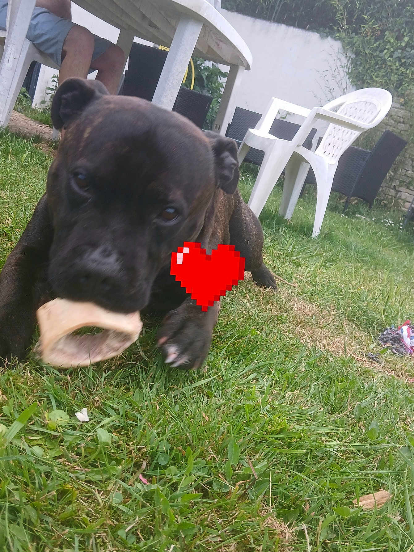 Tank participe au concours pour gagner de l'argent avec cette photo : puppy, dog, bone, grass, outdoor, plastic_chair, table, person, backyard, playful, pet, animal, grass_lawn, daylight, canine, chewing, furniture, relaxing, nature, summer