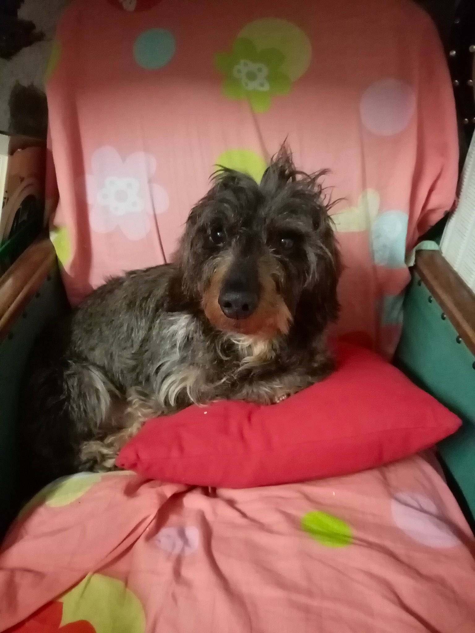 Gus a rejoint le concours — aidez-le/la à gagner de superbes lots ! australian_silky_terrier, bolonka, cairn_terrier, canidae, carnivore, cockapoo, companion_dog, dog, dog_breed, mammal, puppy, rare_breed_dog, schnoodle, sporting_group, terrier, vertebrate, welsh_terrier, yorkipoo, yorkshire_terrier