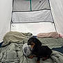 Mocha a rejoint le concours — aidez-le/la à gagner de superbes lots ! dog, puppy, dachshund, tent, blanket, plush_toy, indoor, cozy, pet, animal, resting, curious, cute, soft, fabric, snuggled, small_dog, black_and_tan, companion, relaxed