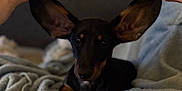 Mocha a rejoint le concours — aidez-le/la à gagner de superbes lots ! dog, dachshund, pet, blanket, cozy, ears, hands, indoor, cute, animal, fur, snout, relaxing, brown, black, portrait, companion, home, soft, couch