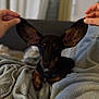 dog, dachshund, pet, blanket, cozy, ears, hands, indoor, cute, animal, fur, snout, relaxing, brown, black, portrait, companion, home, soft, couch