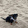 Mocha a rejoint le concours — aidez-le/la à gagner de superbes lots ! dog, puppy, dachshund, sand, beach, animal, pet, cute, outdoor, sitting, harness, black_and_tan, small_dog, young, fur, ears, nose, paw, tail, texture