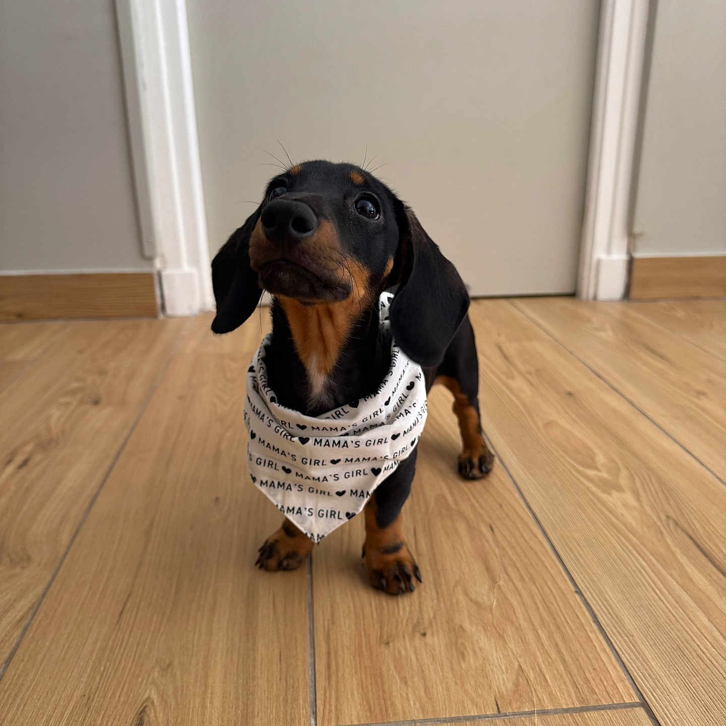 Mocha participe au concours pour gagner de l'argent avec cette photo : adorable, animal, bandana, black_and_tan, canine, companion, cute, dachshund, dog, domestic_animal, floor, indoor, looking_up, pet, pet_accessory, playful, puppy, small_dog, wooden_floor, young_dog